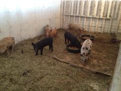 522530_559132030778238_2032796599_n